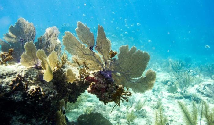 Die seit Monaten anhaltende Korallenbleiche in vielen Weltregionen hat sich nach Angaben von US-Experten nochmals deutlich ausgedehnt.