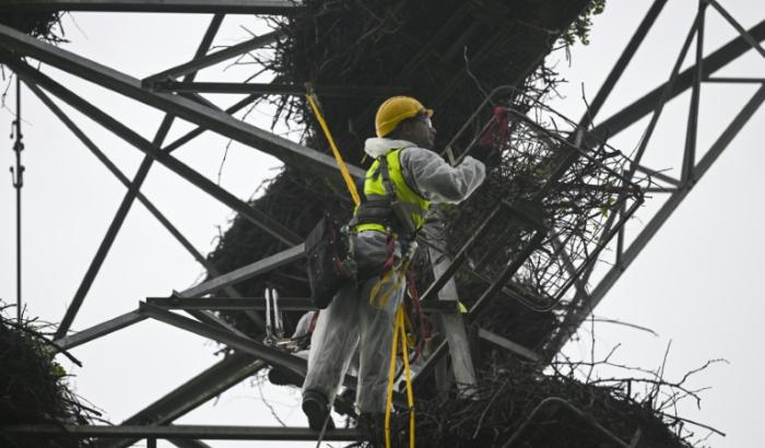 Un employé du gestionnaire du réseau électrique portugais REN effectue une inspection des pylônes électriques pour nettoyer et déplacer les nids de cigognes si nécessaire à Coimbra, le 16 février 2024 au Portugal