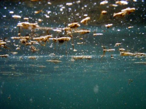 au Pays basque, la microalgue toxique ostreopsis ovata fait l'objet d'un programme de recherche transfrontalier
