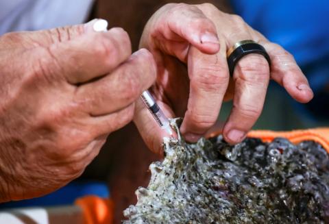 Le professeur en toxicologie Jamie Seymour extraie le venin d'un poisson-pierre, le plus venimeux au monde, dans son laboratoire à Cairns, le 8 avril 2024 en Australie