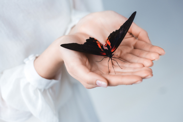 Lassen schmetterling fliegen Schmetterlinge fliegen