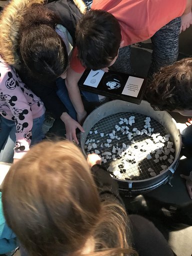 Workshop Fossilien 3 Science Festival 2019