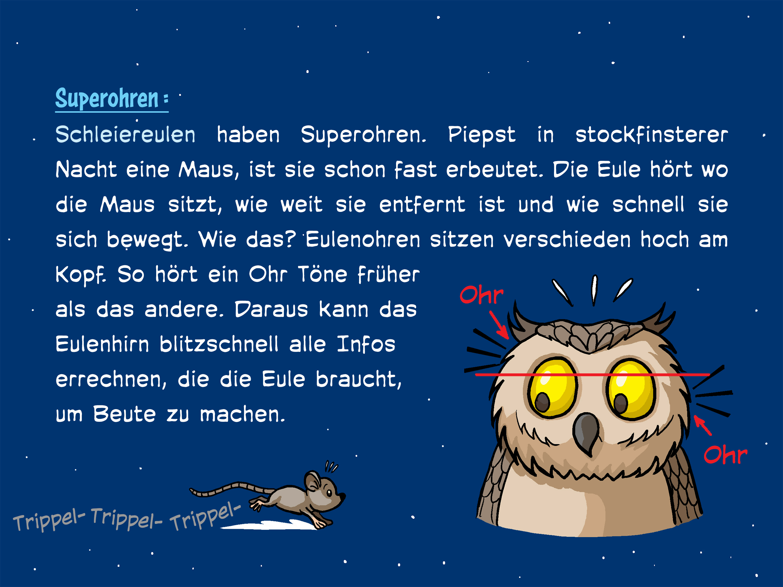 Fakten ueber ohren fuer kinder