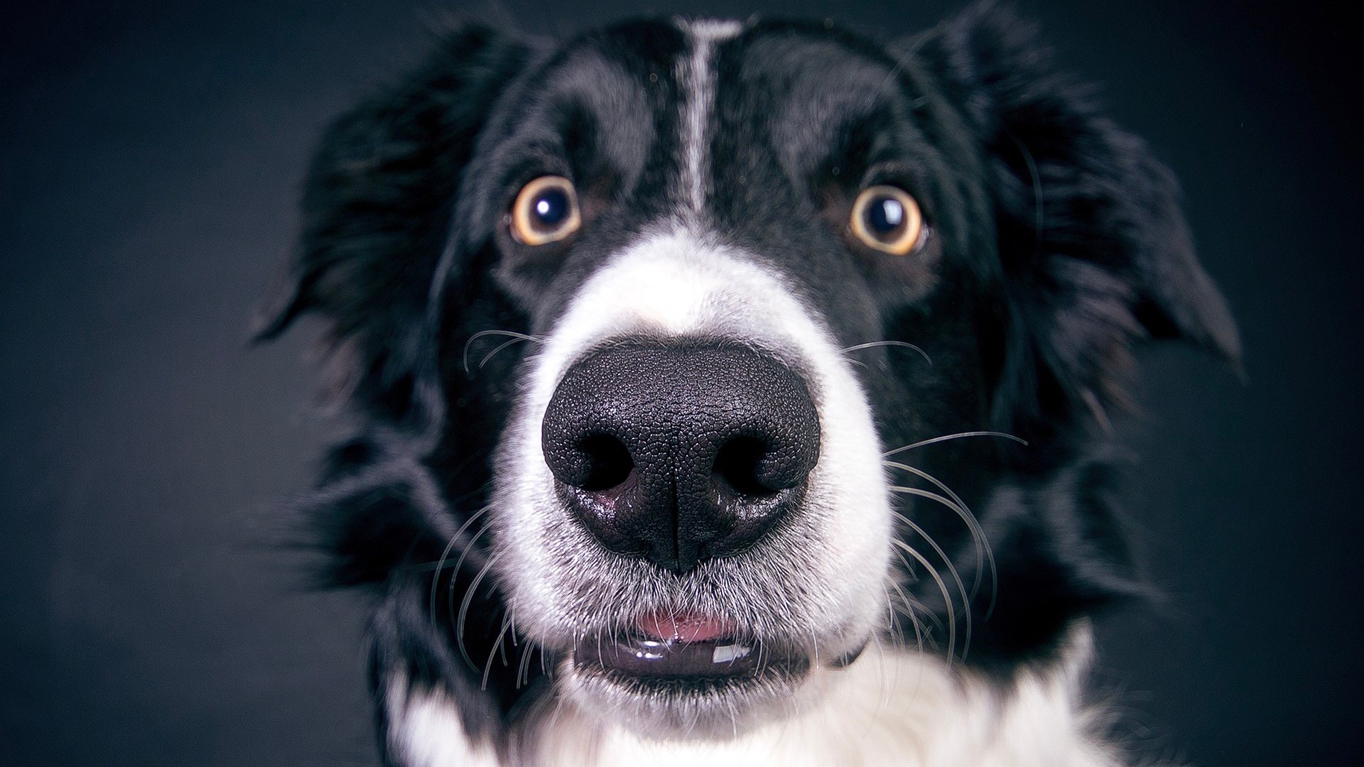 Quelle est l'efficacité de la salive des chiens comme antiseptique ? Quelle est l'efficacité de la salive des chiens comme antiseptique ?