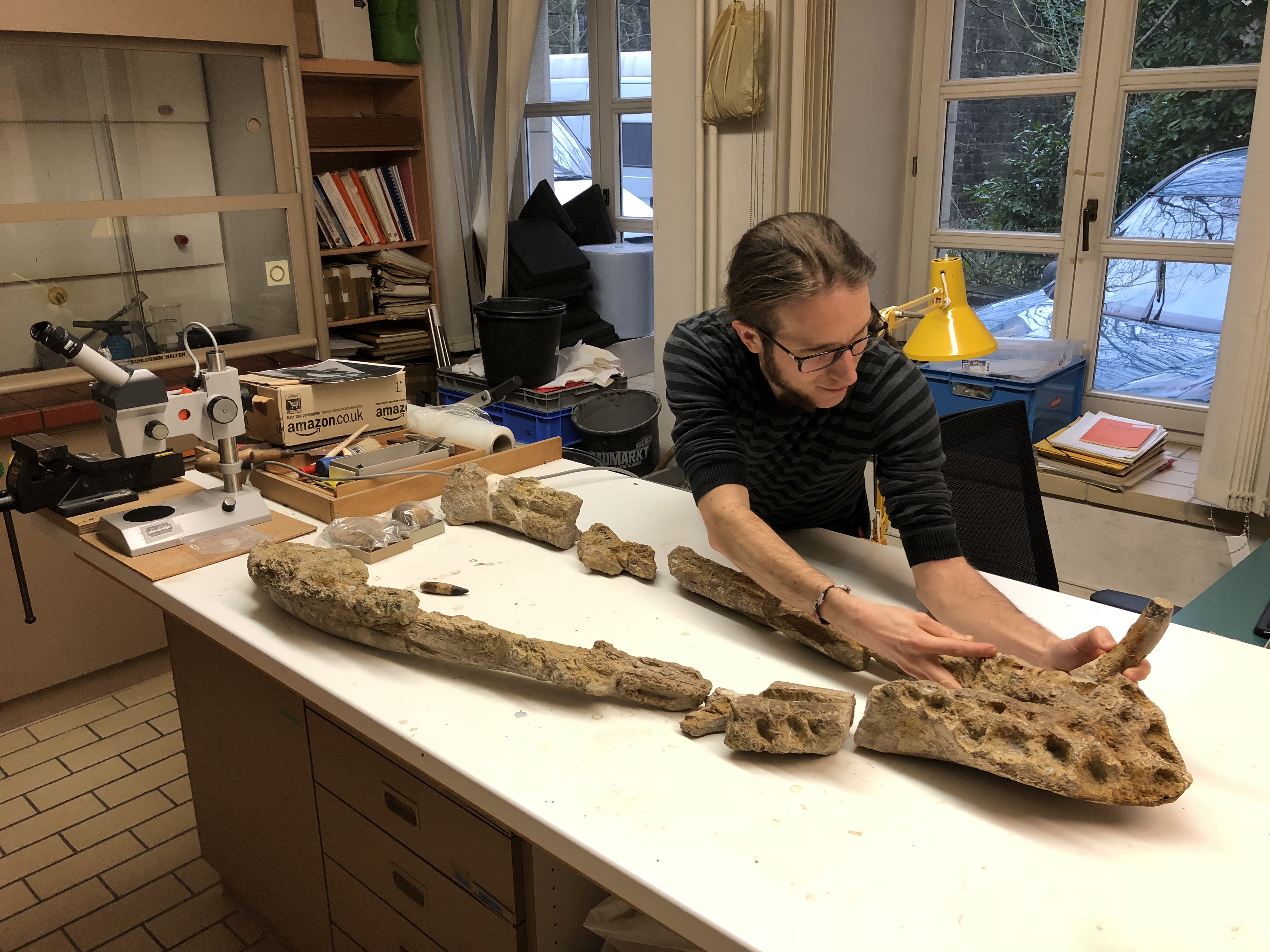 Ben Thuy Fossilien Meeresreptil