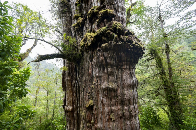 Au Chili, un arbre vieux de 5.000 ans, "capsule temporelle" de l'adaptation  au changement climatique