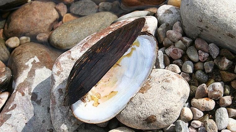 Freshwater pearl mussel