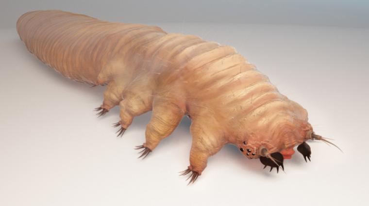 Demodex mite