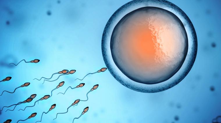 sperm and egg cell