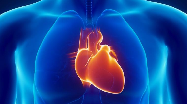coeur humain avec système respiratoire