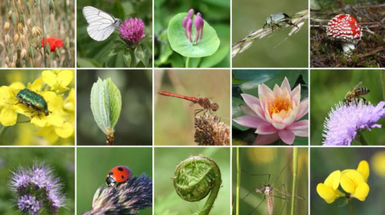 Biodiversität