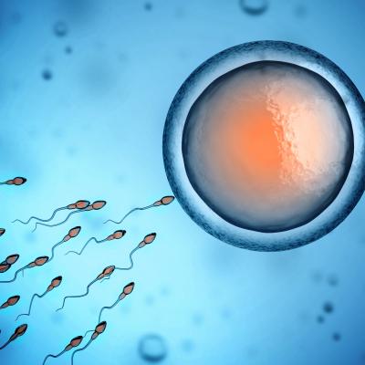 sperm and egg cell