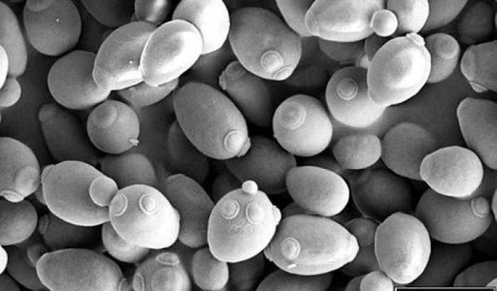 Saccharomyces cerevisiae_SEM