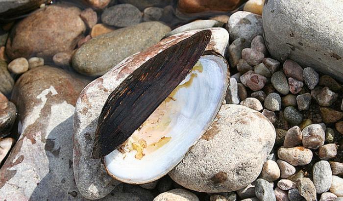 Freshwater pearl mussel