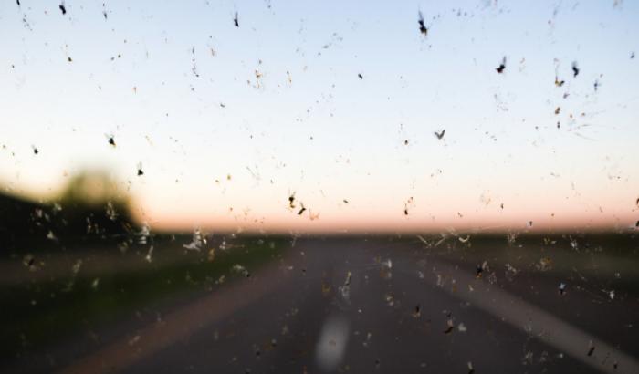 Insekten Auto