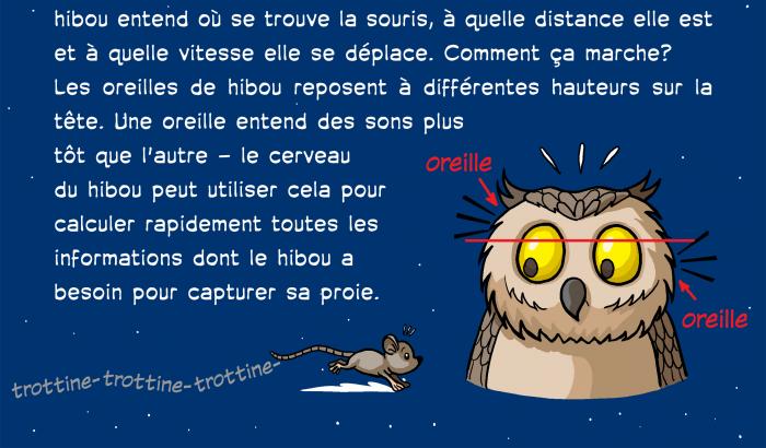 Des faits étonnants sur divers animaux nocturnes