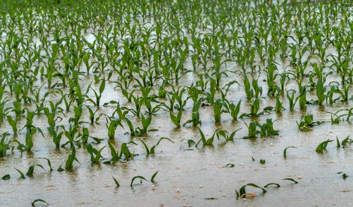 flooded crops