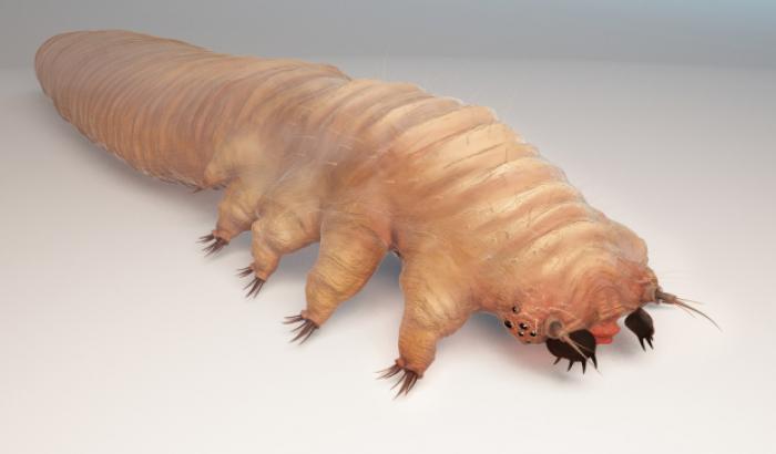 Demodex mite