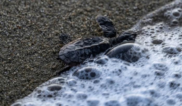 Une jeune tortue de mer de l'espèce Caretta caretta se dirige vers l'océan sur la plage d'El Puerto, à La Sabana, au Venezuela, le 29 juillet 2022