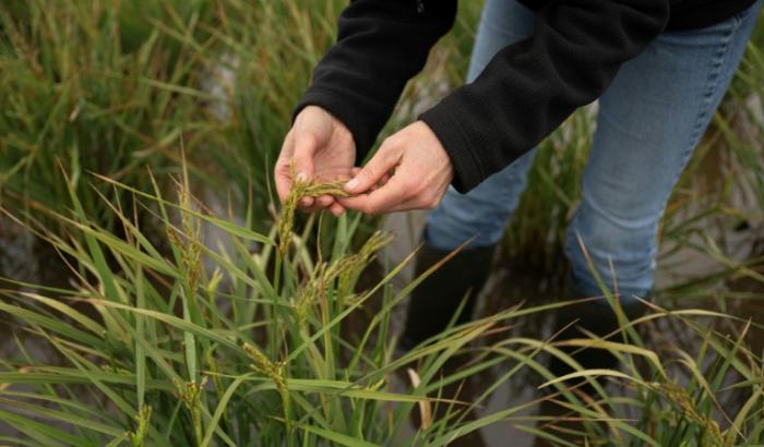 Nadine Mitschunas, chercheuse au centre britannique d'écologie et d'hydrologie (UKCEH) inspecte du riz qui pousse sur les terres fertiles des Fens, dans l'est de l'Angleterre, le 14 octobre 2025