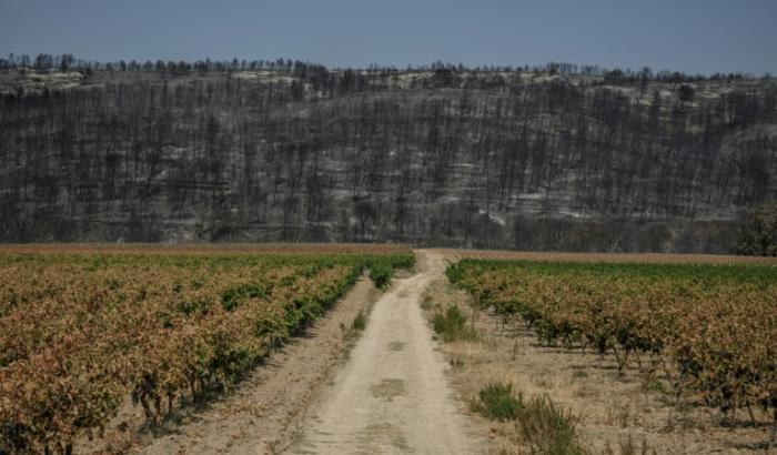A Saint-Laurent-de-la-Cabrerisse, dans l'Aude, après l'incendie qui a ravagé le massif des Corbières, le 14 août 2025