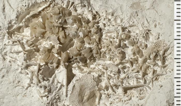 Ein Stück versteinertes Erbrochenes aus der Zeit der Dinosaurier ist in Dänemark gefunden worden. Ein Hobby-Fossiliensammler machte die ungewöhnliche Entdeckung bei einer Wanderung an den Stevns-Klippen südlich von Kopenhagen.