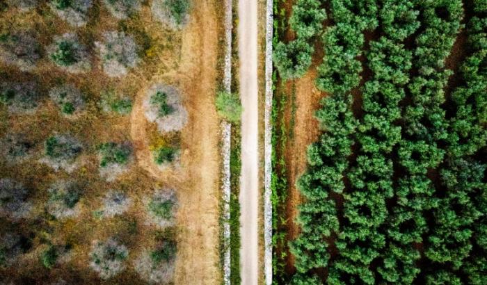 Vue aérienne de deux variétés d'oliviers, certains infectés (g) par la bactérie Xylella fastidiosa, et d'autres résistant à la maladie, le 20 juin 2019 près de Racale, dans la région des Pouilles, dans le sud de l'Italie