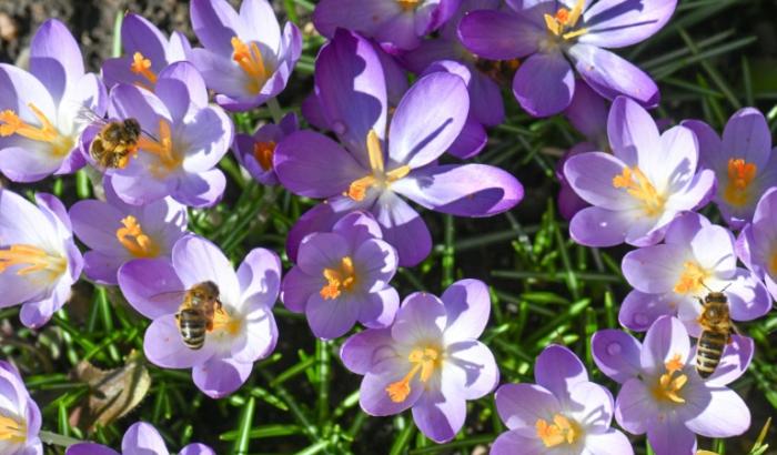 Die von vielen Menschen bei den ersten warmen Sonnenstrahlen empfundene Frühjahrsmüdigkeit ist einer Schweizer Studie zufolge offenbar eher ein kulturelles Phänomen. Durch Daten lasse sich das nicht belegen.