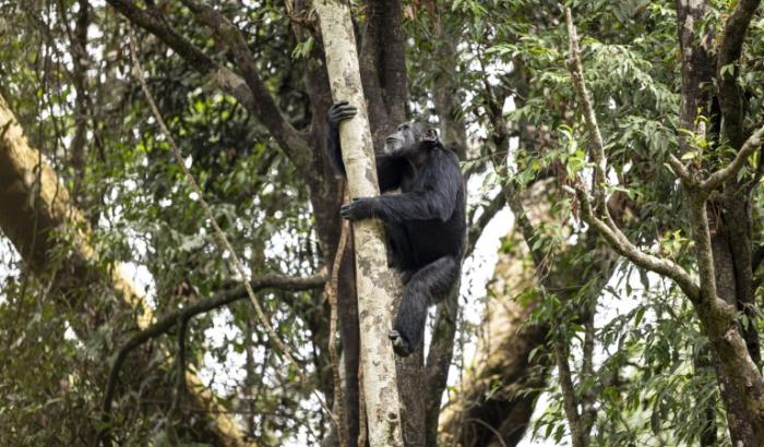 Un chimpanzé dans un arbre, dans un sanctuaire à Freetown, au Sierra Leone, le 24 avril 2025