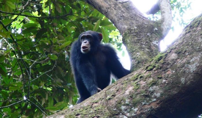 Photo fournie le 24 janvier 2022 d'un chimpanzé de la réserve de Nimba en Guinée
