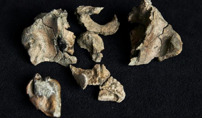 Photo du 5 août 2025 fournie par les Musées Victoria à Melbourne montrant le fossile du crâne d'une baleine ancienne.