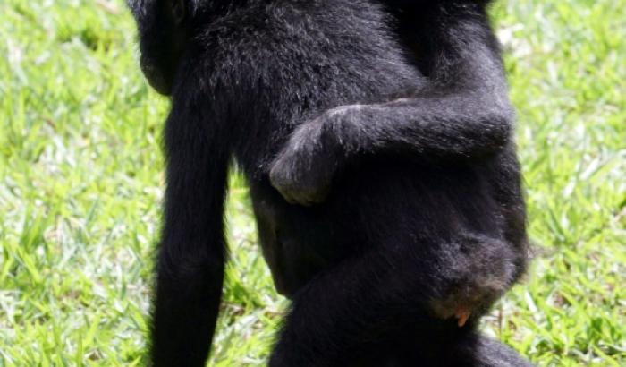De jeunes singes bonobos dans un parc de Kinshasa, en RC Congo, le 4 novembre 2006