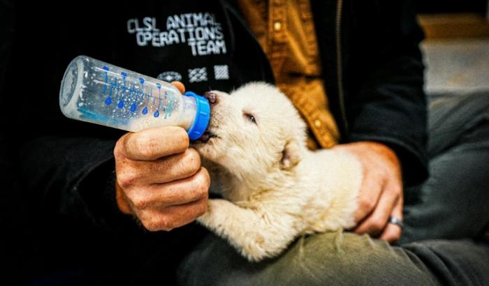 Image non datée et non localisée, diffusée avec l'autorisation de Colossal Biosciences, montrant l'un des petits "loups sinistre"