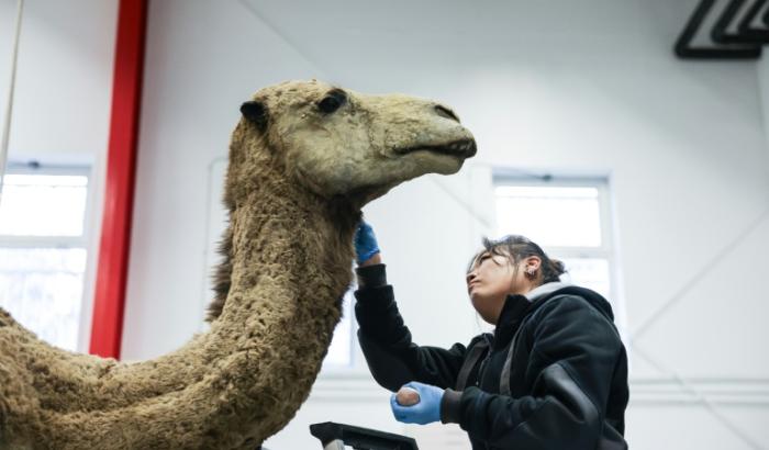 Isabelle Huynh Chan Hang, taxidermiste au Muséum d'Histoire Naturelle, restaure un dromadaire, le 23 février 2025 à Paris