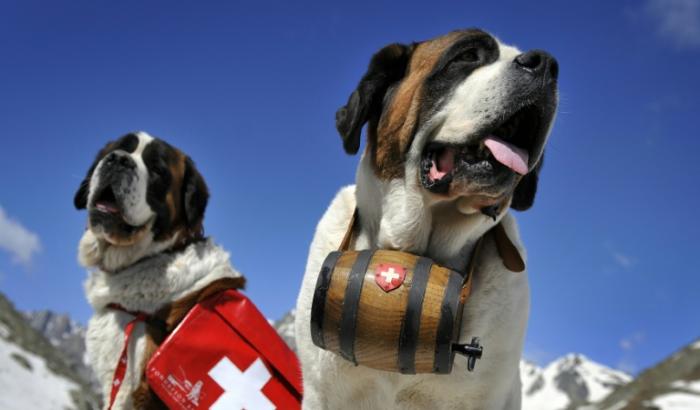 Katy et Salsa, deux Saint-Bernards au col du Grand-Saint-Bernard le 4 juin 2009