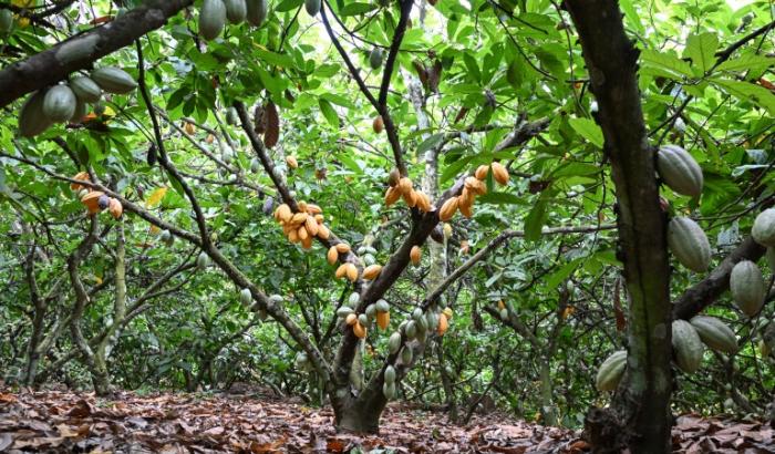 Vue générale de cabosses sur des cacaoyers, dans un champ de semences de cacao appartenant au Centre national de recherche agronomique (CNRA) près de Divo (Côte d'Ivoire), le 15 septembre 2026