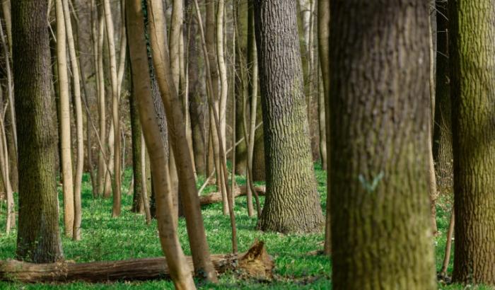 Es muss nicht immer der Spaziergang durch den realen Wald sein: Auch virtuelles Waldbaden hilft beim Stressabbau. Ein Forschungsteam wies nach, dass das bewusste Eintauchen in die Natur mit Hilfe der VR-Technik das emotionale Wohlbefinden verbessert.