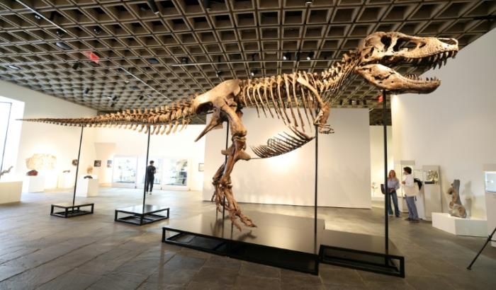 "Gus", un T-Rex considéré comme "l'un des plus grands et des plus complets spécimens" du genre, est présenté à la presse au Breuer Building de Sotheby's, le 1er juillet 2026 à New York
