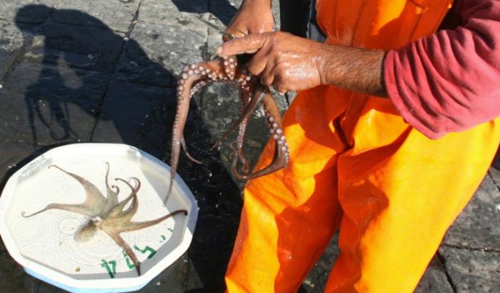 Un pêcheur nettoie un poulpe dans le port de Naples, le 4 novembre 2006