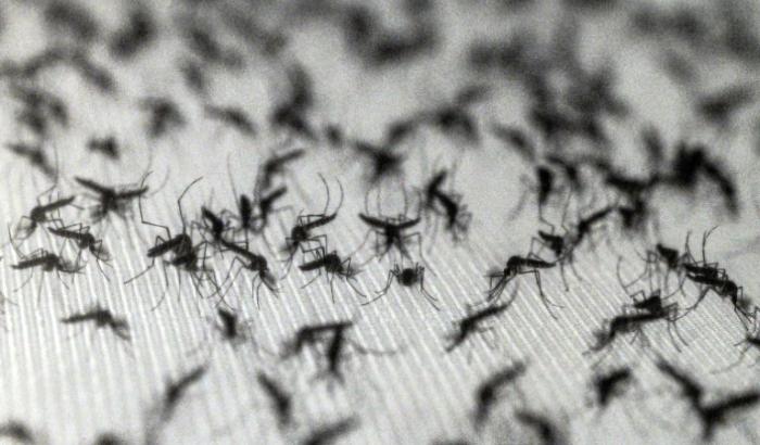 Des moustiques Aedes aegypti dans un laboratoire de la société de biotechnologies Wolbito do Brasil, à Curitiba (Brésil), le 19 mars 2026