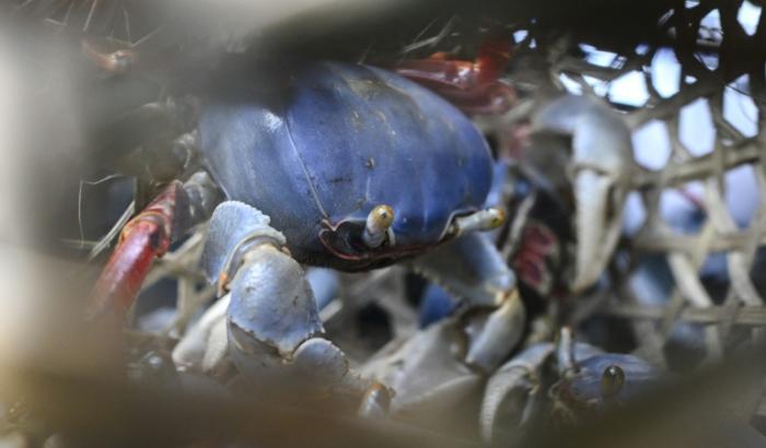 Die Erwärmung der Weltmeere führt laut einem neuen Bericht zur Ausbreitung invasiver Arten und hat Auswirkungen auf die Artenvielfalt und die Fischerei.