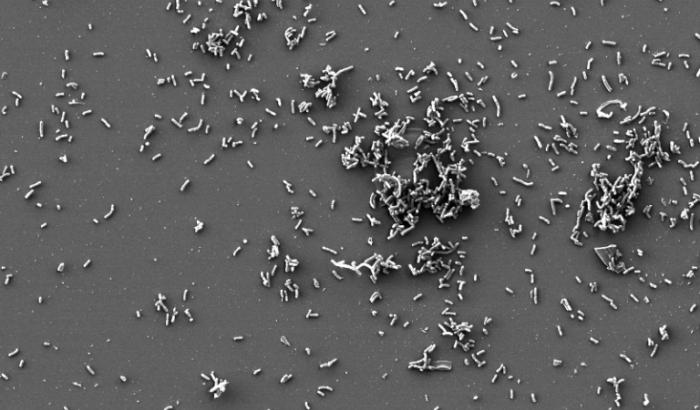 Des bactéries Yersinia pestis photographiées sur un cliché publié par l'Institut Pasteur, à Paris le 27 mai 2025