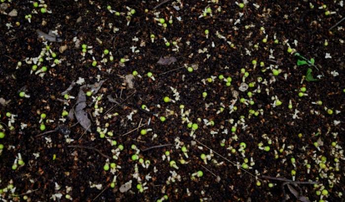 Des fleurs et des fruits d'un palmier talipot au Jardin botanique de Rio de Janeiro, au Brésil, le 10 décembre 2025