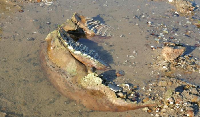Photo de Teodor Mechev fournie le 30 juillet 2026 montrant des ossements de mammouth découverts dans le lit du Danube, en Bulgarie