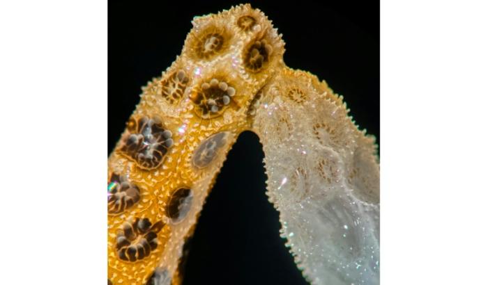 Image fournie par Danny Collins de l'université de Standford montrant des coraux au mauvaise santé se régénérant grâce au contact de coraux en bonne santé
