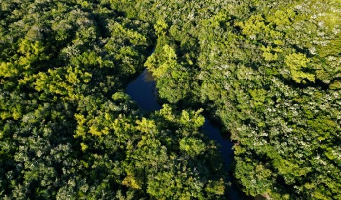 Une forêt le long de la rivière Yi, près de Capilla del Sauce,le 27 janvier 2024 en Uruguay