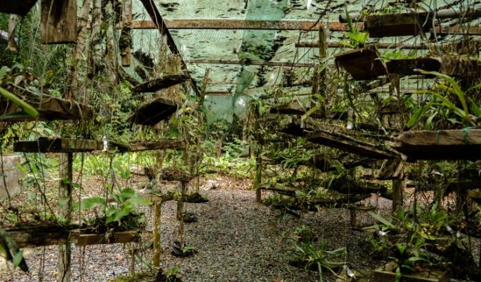 Vue d’une pépinière au sein de l’arboretum de Sibang, à Libreville, la capitale du Gabon, le 15 octobre 2026