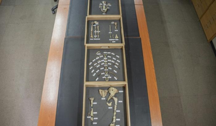 Reconstitution partielle du squelette de Lucy, au musée national d'Ethiopie, à Addis Abeba, le 19 novembre 2024