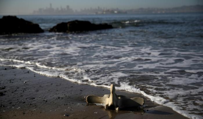 Une vertèbre de baleine échouée sur une plage californienne à Tiburon (Etats-Unis), le 23 avril 2019