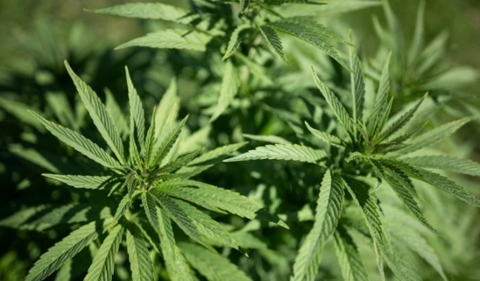 Die älteste Cannabispflanze der Welt stammt womöglich nicht aus China, sondern aus Sachsen-Anhalt. Zumindest wirft ein Sammlungsfund aus der Urzeit laut dem Museum für Naturkunde in Berlin diese Frage auf.